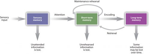 human-memory-nature-diagram