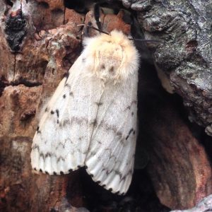 Gypsy Moth invasive species