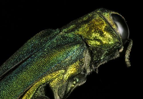 Emerald Ash Borer invasive species