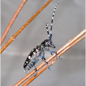 Asian Long-Horned Beetle invasive species