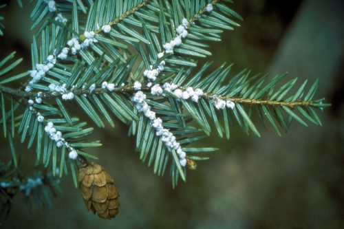 Hemlock Woolly Adelgid invasive species