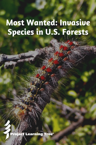 Most Wanted: Invasive Species in U.S. Forests