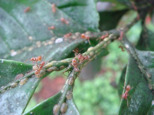 Plant with Azteca ants