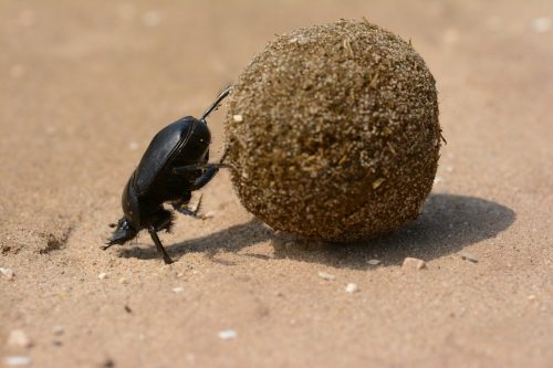 Dungle beetle