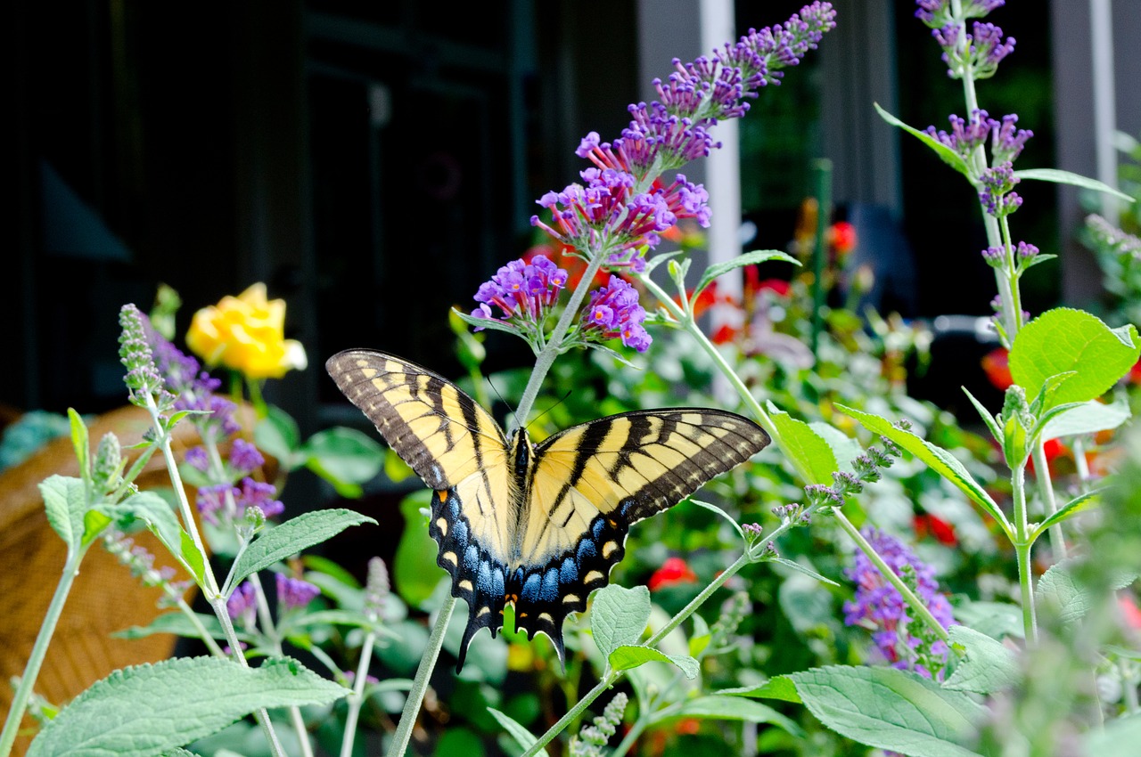 Flowers with a butterfly