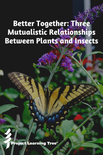Better together: three mutualistic relationships between plants and insects