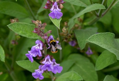 Sage flower with bee