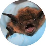 little brown bat