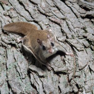 flying squirrel on a tree trunk