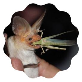pallid bat eating grasshopper