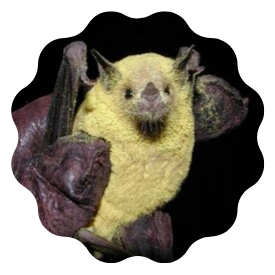 bat covered in pollen