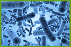 Bacteria, a bioremediation decomposer