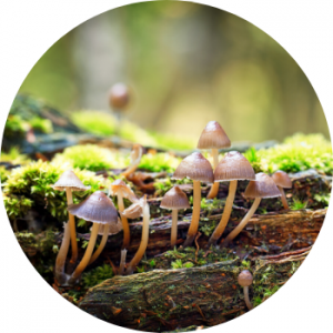 Decomposer, fungi