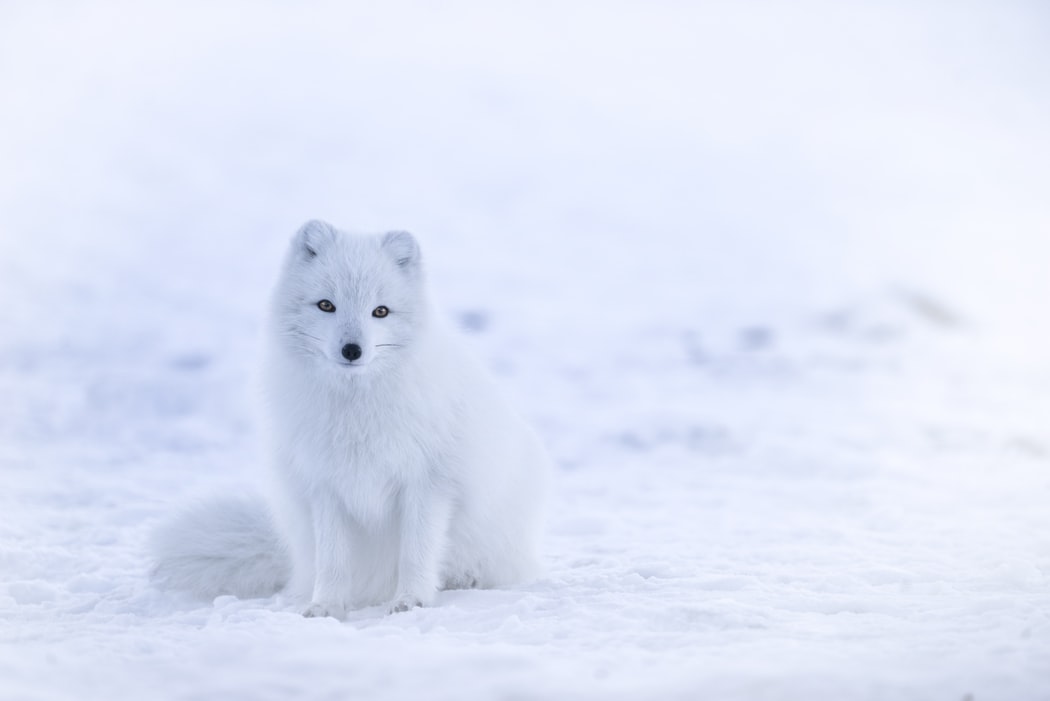 White arctic fox against a white snowy background