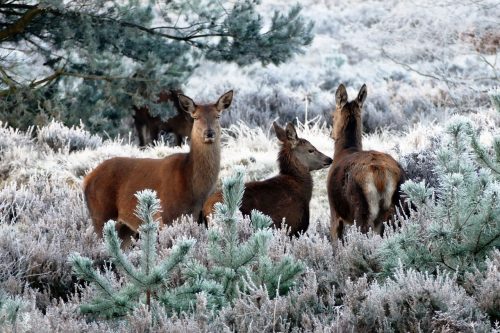 Three deer in a forest in winter