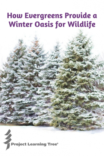 How Evergreens Provide a Winter Oasis for Wildlife - Project Learning Tree