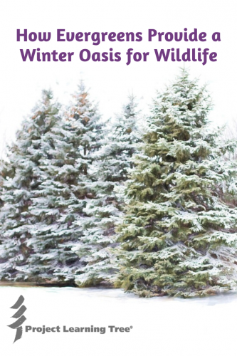 How Evergreens Provide a Winter Oasis for Wildlife - Project Learning Tree How Evergreens Provide a Winter Oasis for Wildlife - Project Learning Tree