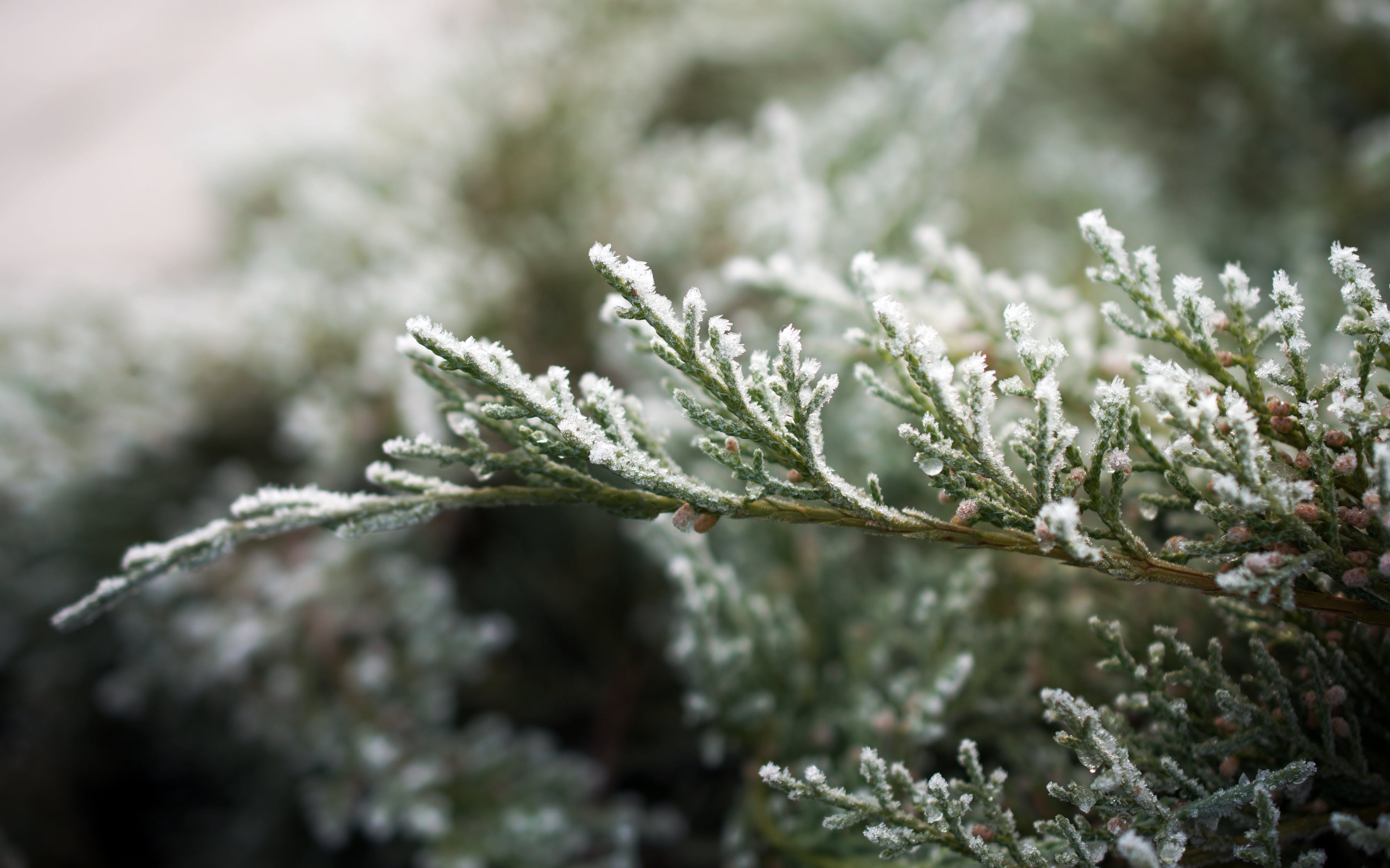 How Evergreens Provide a Winter Oasis for Wildlife - Project Learning Tree