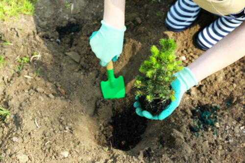 Gardener planting tree in spring