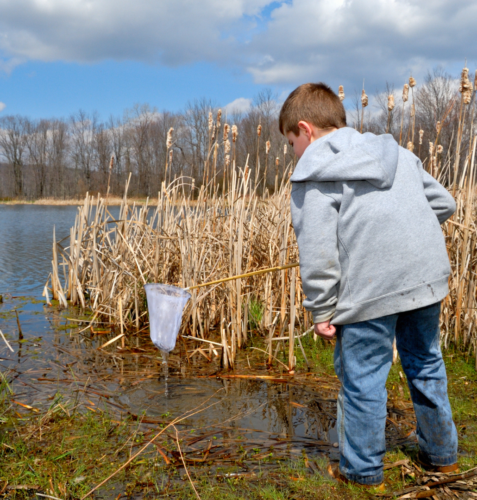 young boy wearing a grey sweater with jeans holding a white net getting ready to dip it into marsh water