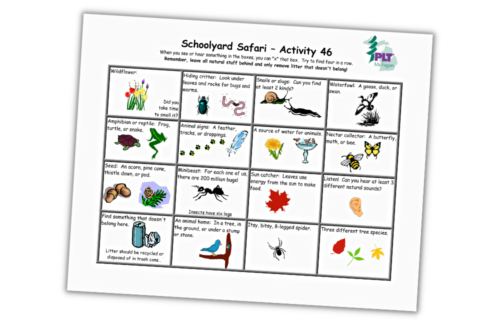 Schoolyard safari bingo sheet with 4 by 4 rows that identify nature in a schoolyard
