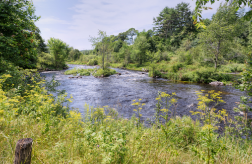 Image of a watershed between trees