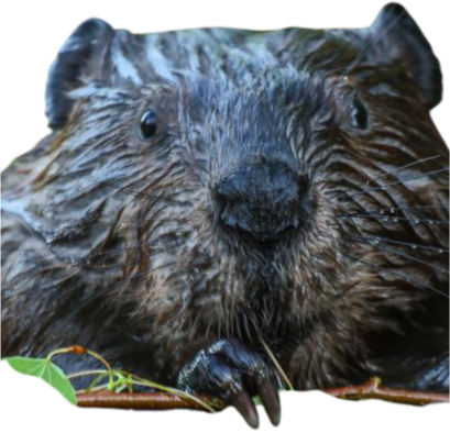 beavers face