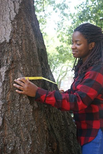 African American woman outdoors measuring a tree