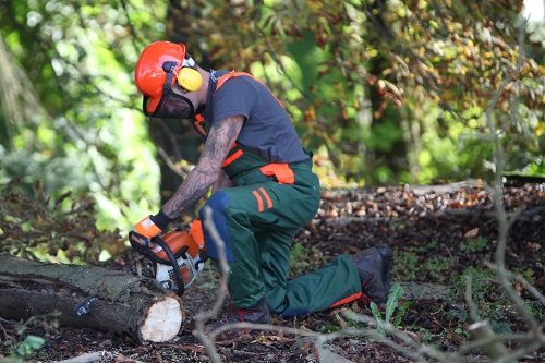 A logger using a chainsaw to saw tree trunk. He is wearing protective clothing.