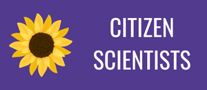 sunflower on the left of a purple button with the text citizen scientists