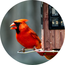 cardinal eating bird seed