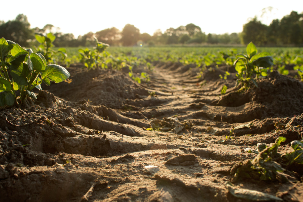 Soil erosion on a farm