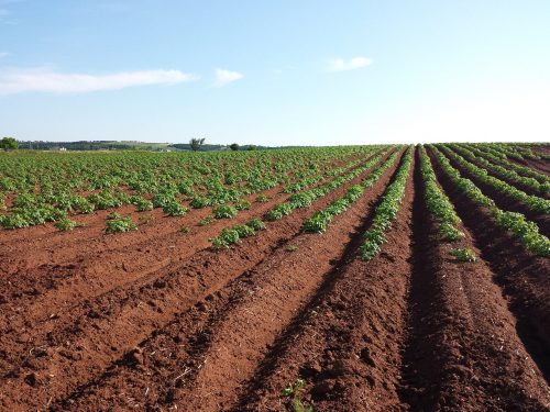 photo-of-a-tilled-field-of-crops