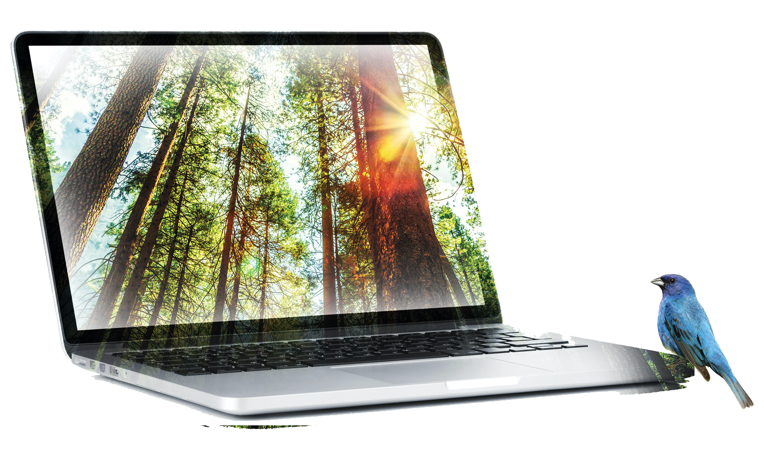 laptop screen with forest scene and bird
