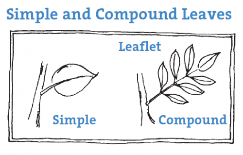 illustration for simple and compound leaves