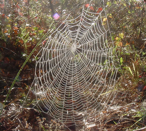 spider-web-in-the-sunlight