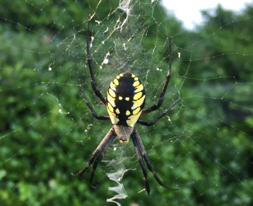 yellow-black-spider-on-web