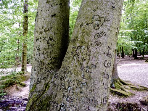 tree-trunk-with-graffiti-carvings