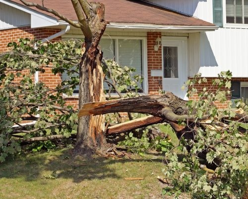 storm-damaged-tree