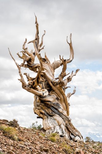 bristlecone-pine-tree