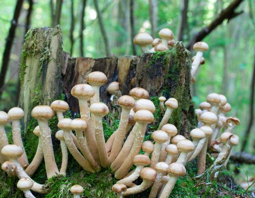 white-honey-fungus-on-rotting-tree-stump
