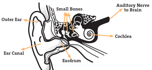 diagram-of-how-sound-travels-to-the-ear