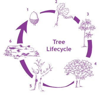 lifecycle-of-a-tree-acorn-to-mature