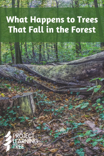 What happens to trees that fall in the forest