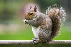 Squirrel eating nut