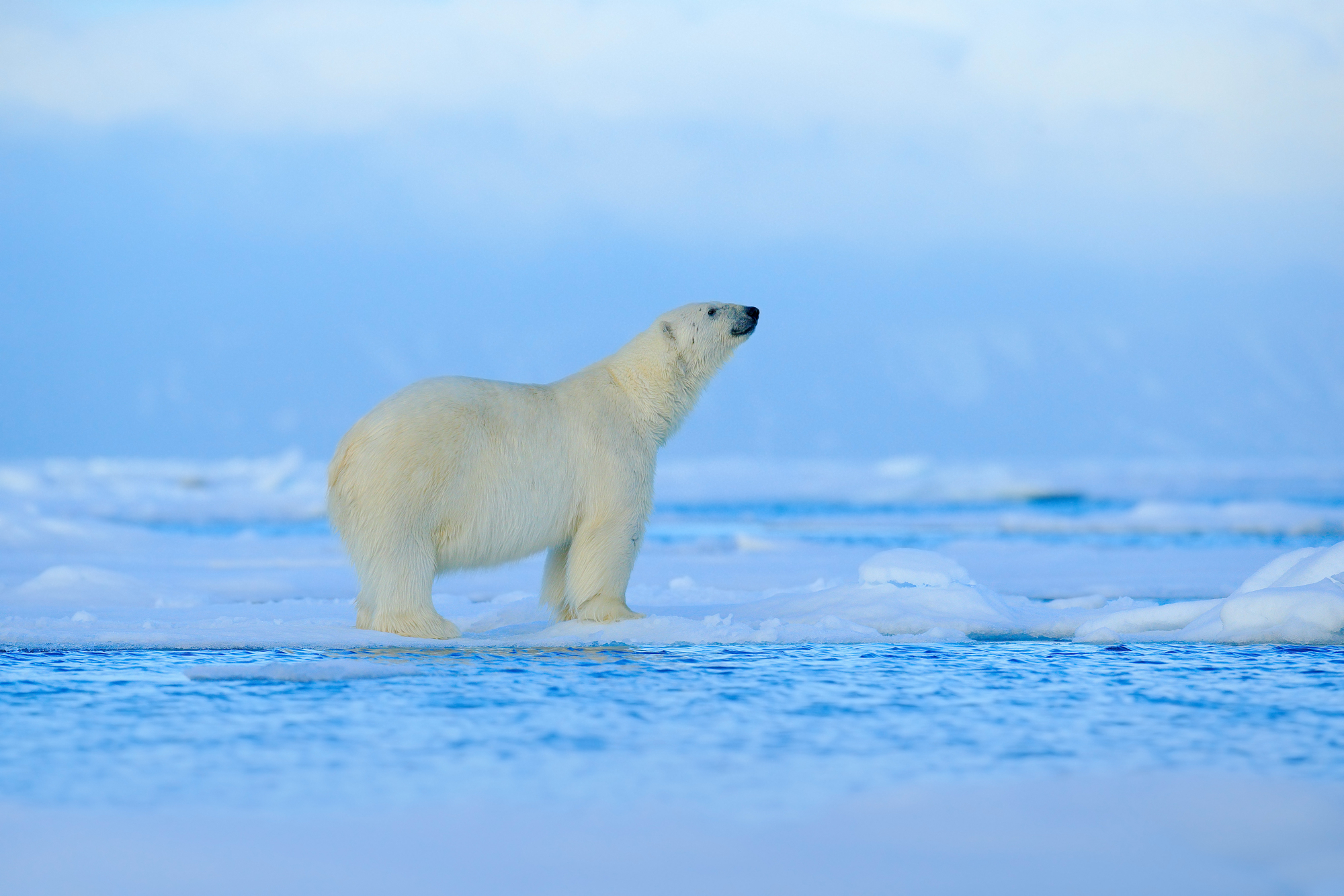 polar-bear-standing-on-ice