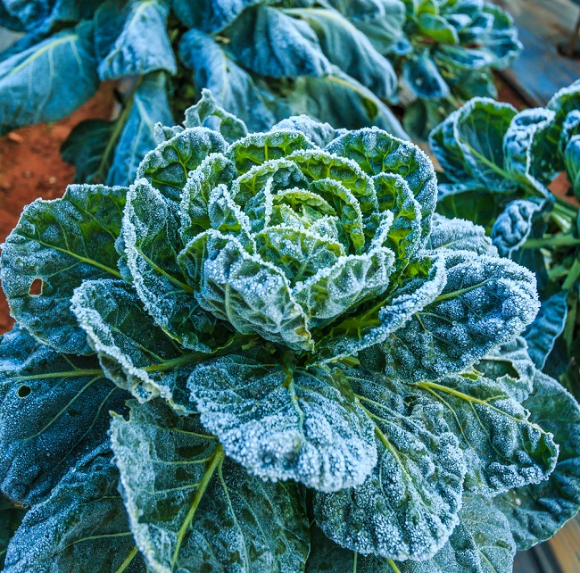 frosted-savoy-cabbage