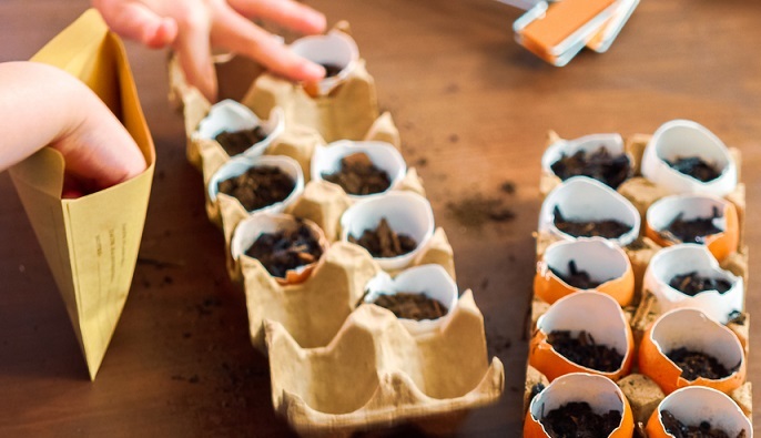 seedlings-in-egg-cartons