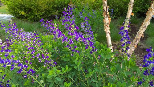 bright blue tall flowers grow beside a peeling birch tree with three trunks