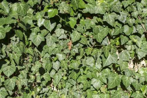 green english ivy leaves